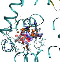 Change in the electronic density of a protein caused by the binding of a ligand. We can observe changes due to the hydrogen bond between a glutamine amino acid and the ligand and the interaction between an alanine amino acid and the   electron density of the ligand.