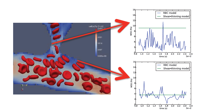 Snapshot of simulation and wall shear stress traces at two points of interest